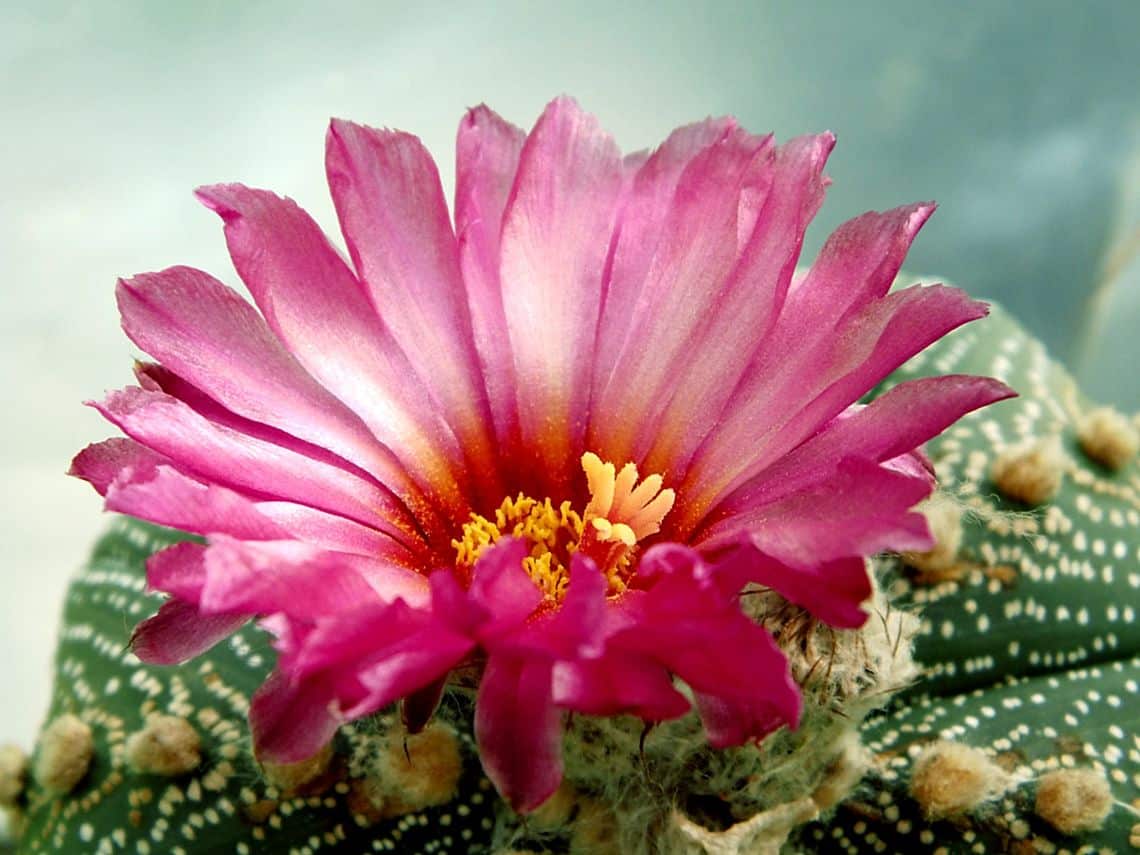 10 самых эффектных комнатных растений из пустыни. кактусы и суккуленты. фото — ботаничка
