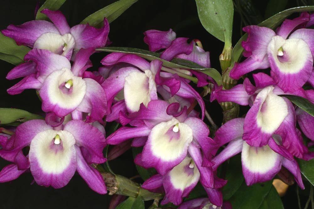Орхидея дендробиум: описание и фото видов и сортов с их названиями (в т.ч. аполлон, микс и синяя) и отзывами, а также видео об уходе в домашних условиях