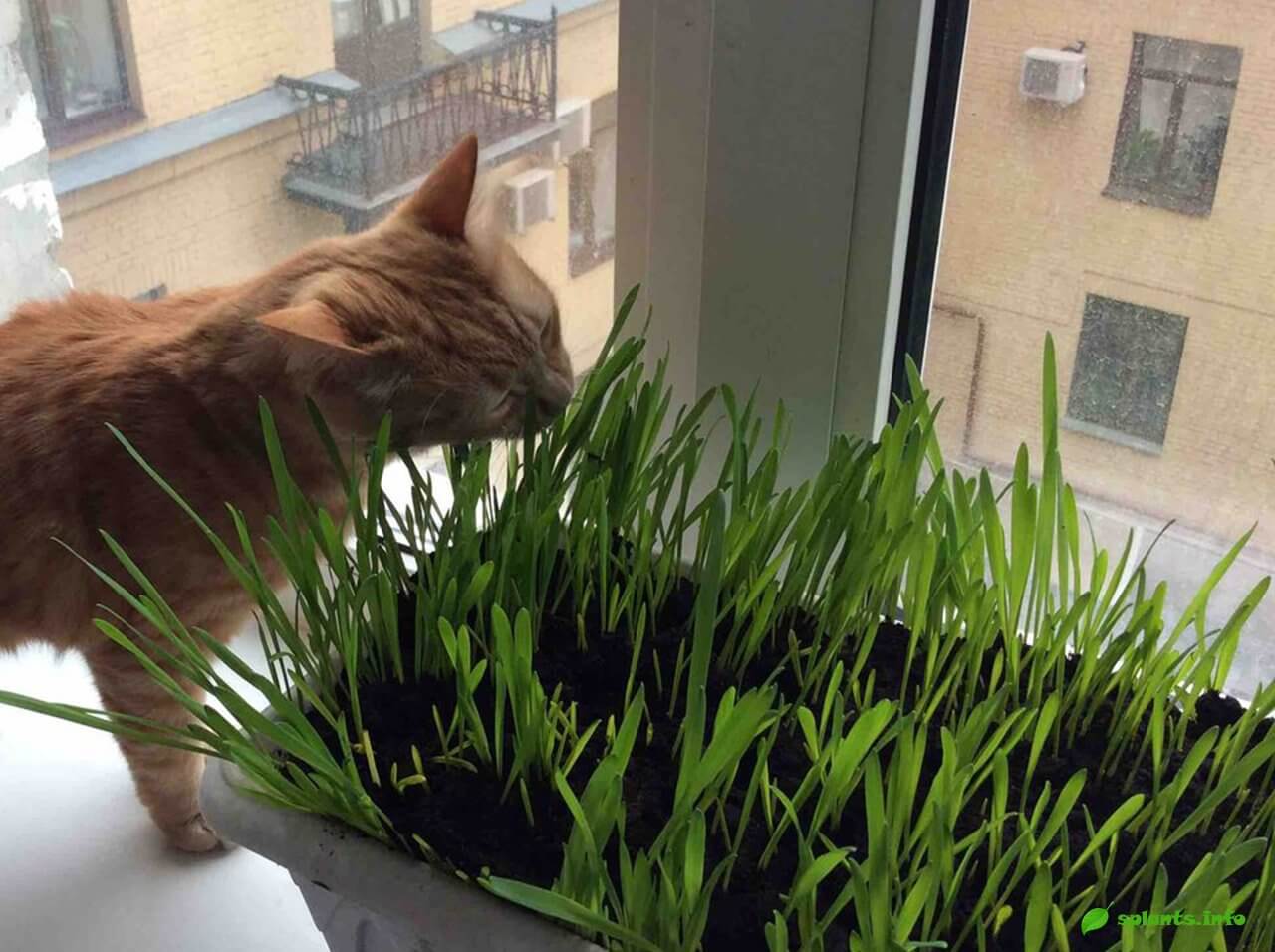 Ядовитые и вредные домашние растения для кошек