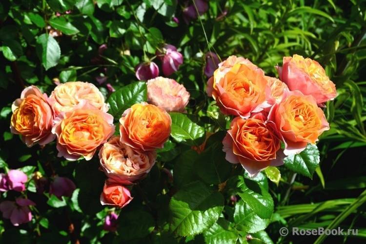Роза осиана (osiana): фото, описание и особенности