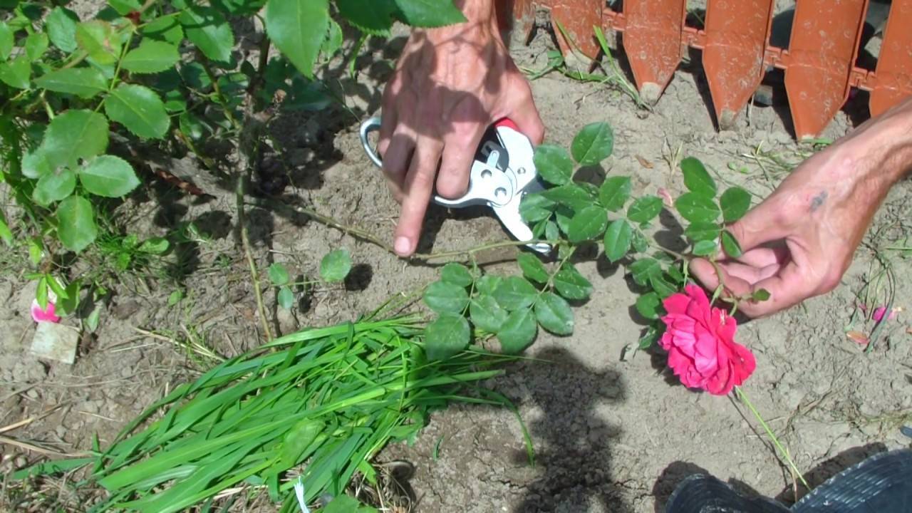 Уход за плетистой розой сорта шнеевитхен (белоснежка) из группы флорибунда