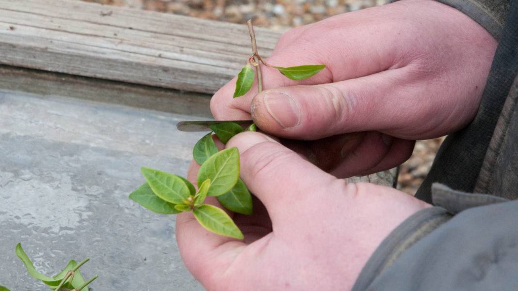 Выращиваем бородавчатый бересклет в саду и дома: уход и фото