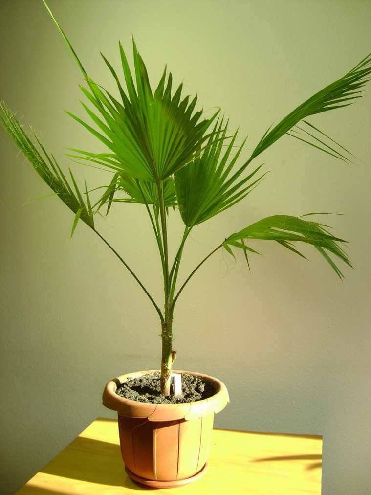 Пальмы и их выращивание в домашних условиях
