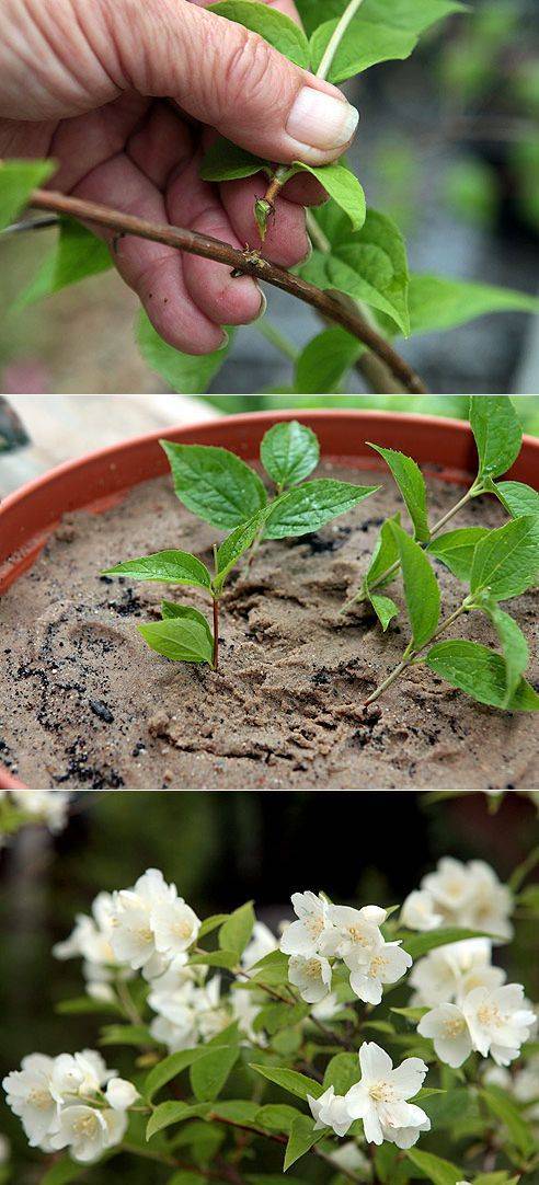 Чем пахнет земляничный жасмин (чубушник) и как его выращивать