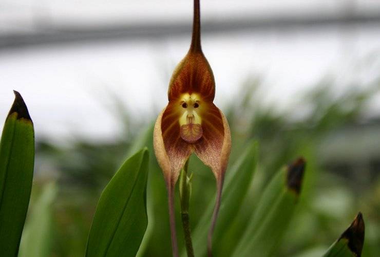 Орхидея дракула: история возникновения сорта, описание и фото его разновидностей, а также особенности ухода за ним русский фермер