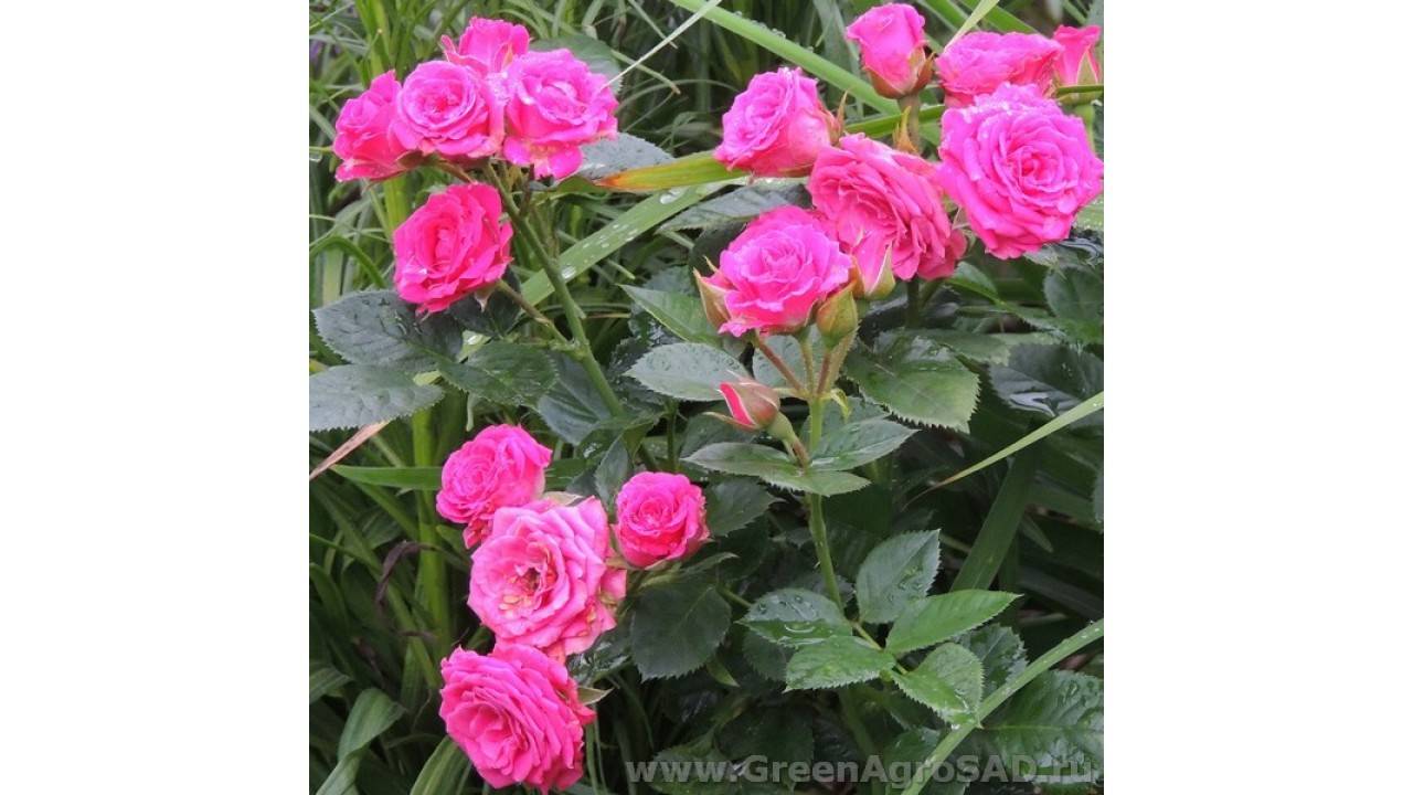 Senorita — нежная флорибунда серии rosen tantau