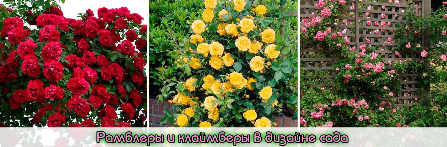 Роза романтик антик — dachnik.net.ru