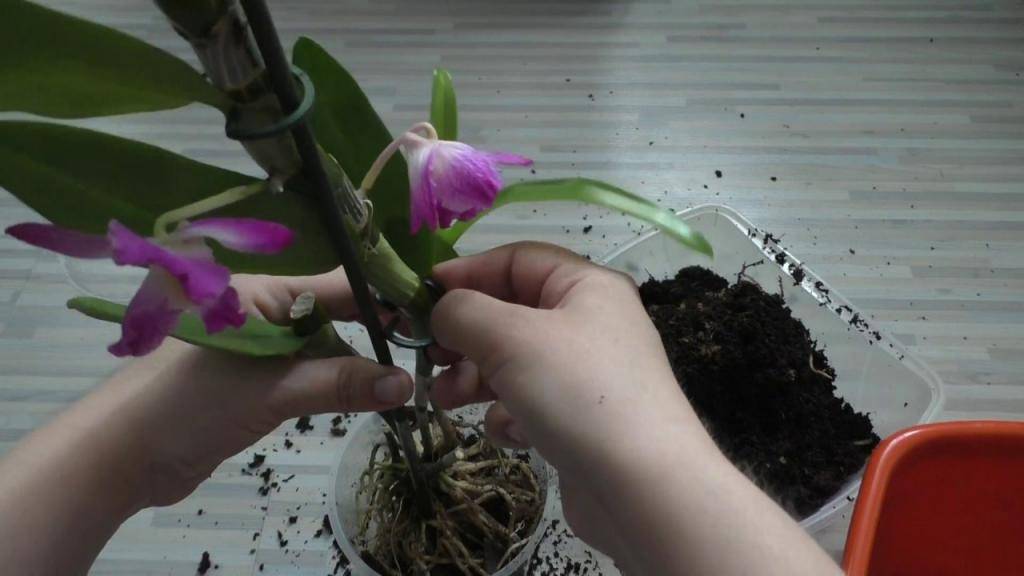 Орхидея каттлея в домашних условиях: уход и фото цветка