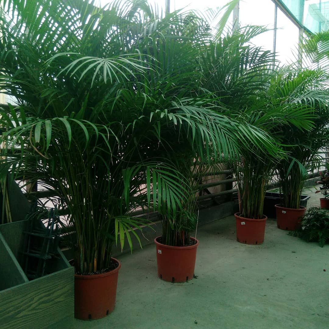 Ливистона: правила выращивания пальмы в домашних условиях