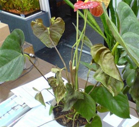 Цветок антуриум — почему чернеют и сохнут листья и цветы