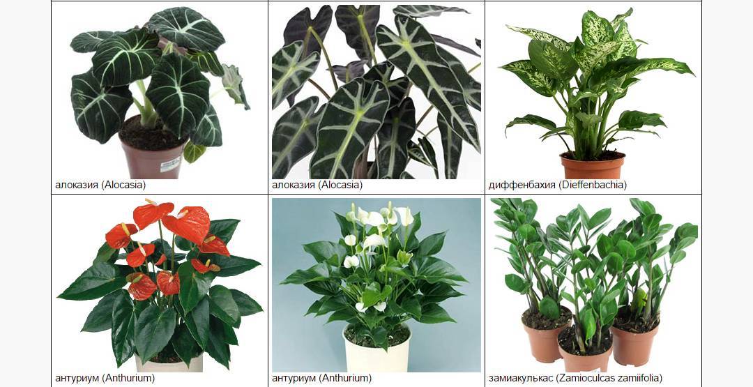 Полный каталог комнатных растений с фото
