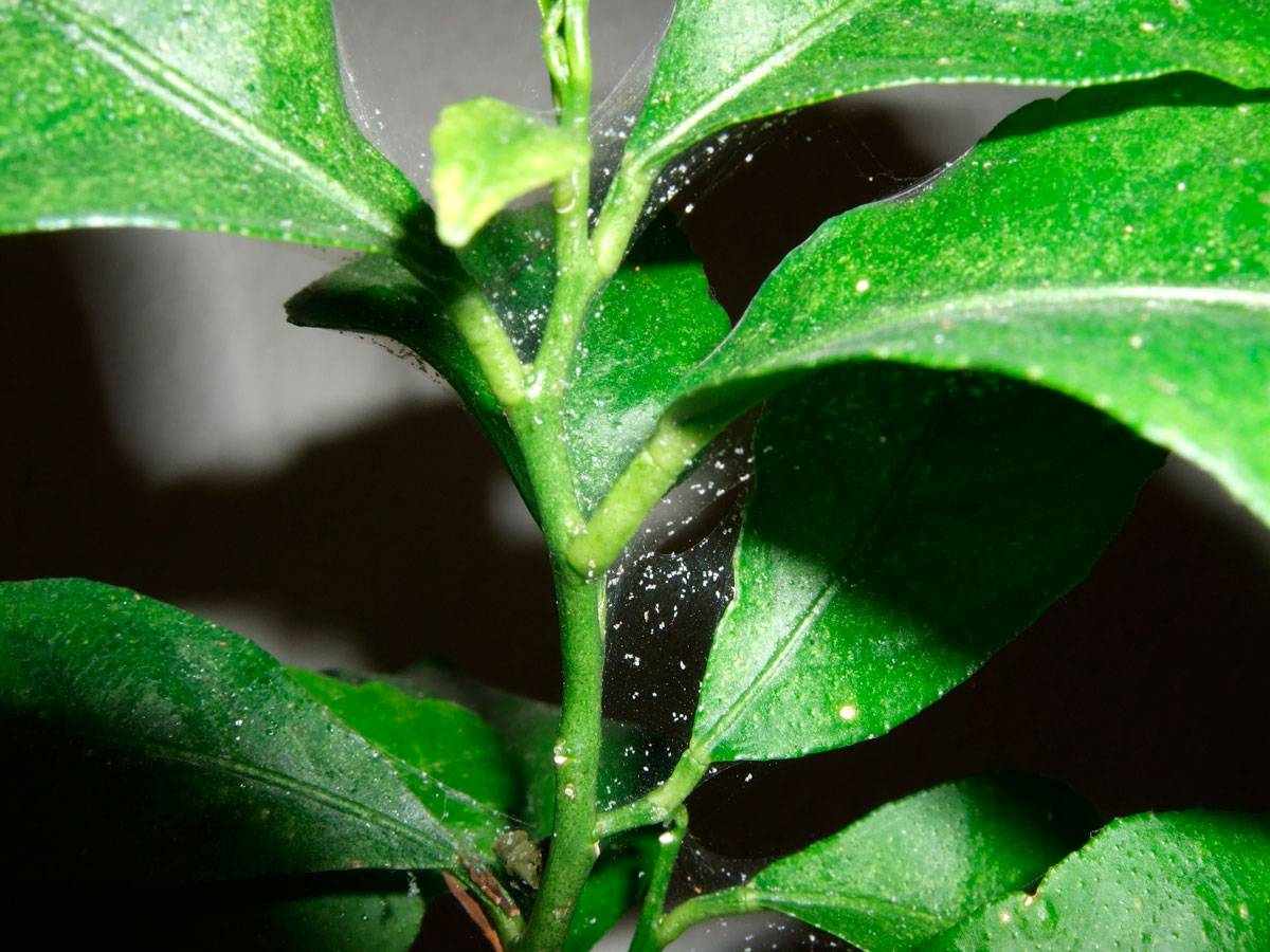 Почему листья комнатных растений становятся липкими, причины и меры борьбы