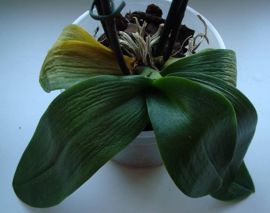 Почему у орхидеи вянут листья: возможные причины, описание с фото, методы устранения проблемы и особенности ухода