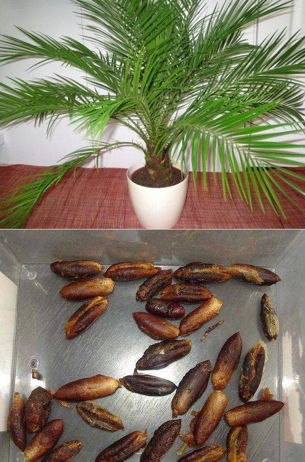 Выращиваем финиковую пальму из косточки в домашних условиях, уход для быстрого роста