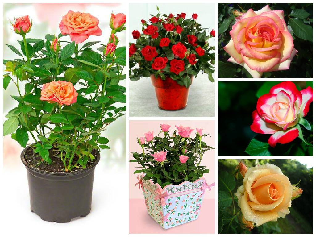 10 секретов выращивания комнатных роз