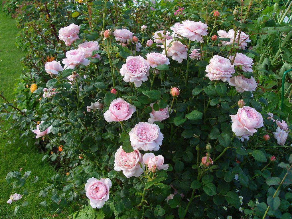 Чайно гибридные розы, уход и посадка в открытом грунте