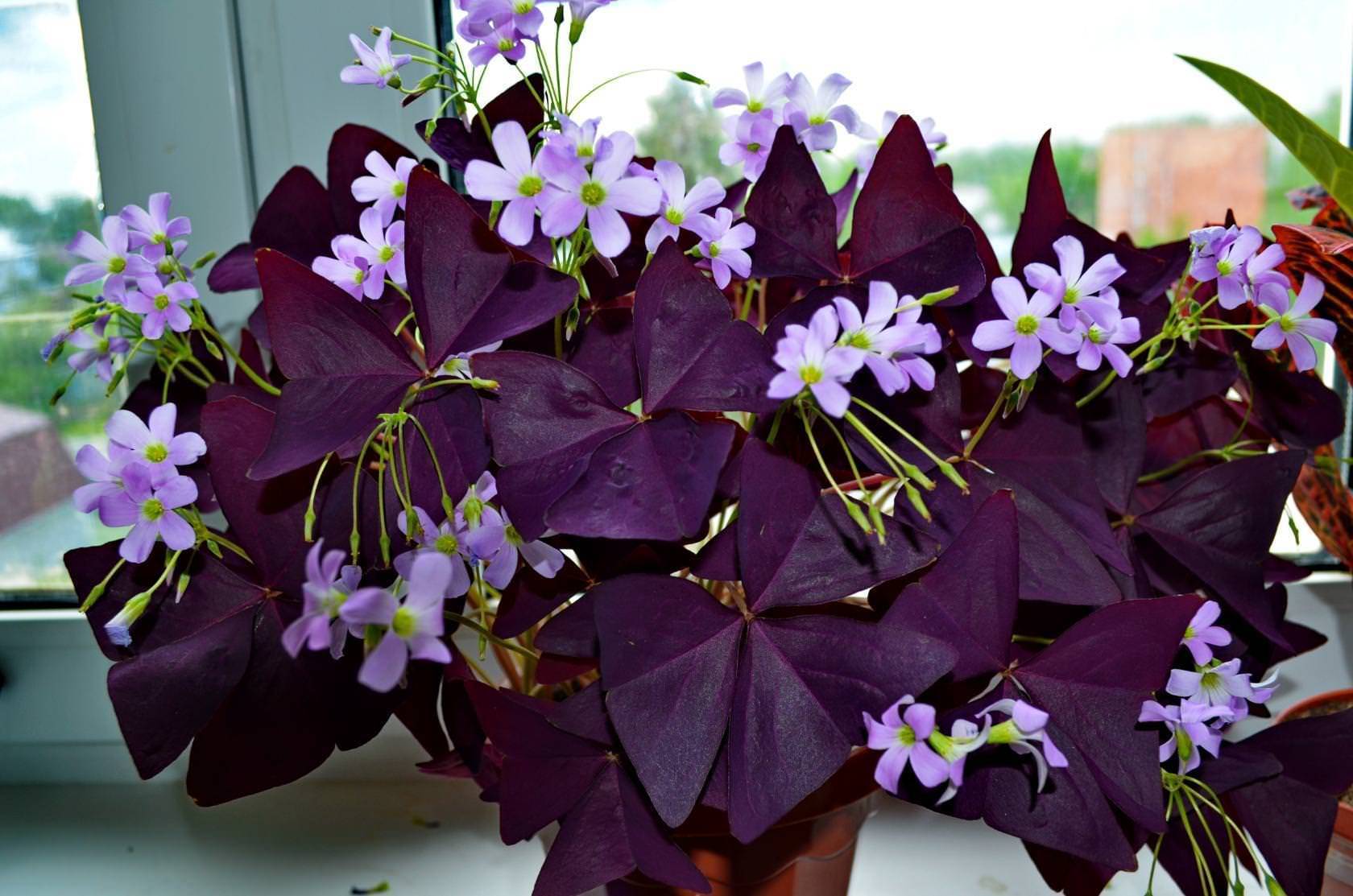Фиолетовые цветы. фото с названиями комнатные, садовые однолетние, многолетние