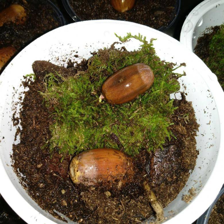 Выращивание из желудей дубов: как посадить желудь в домашних условиях