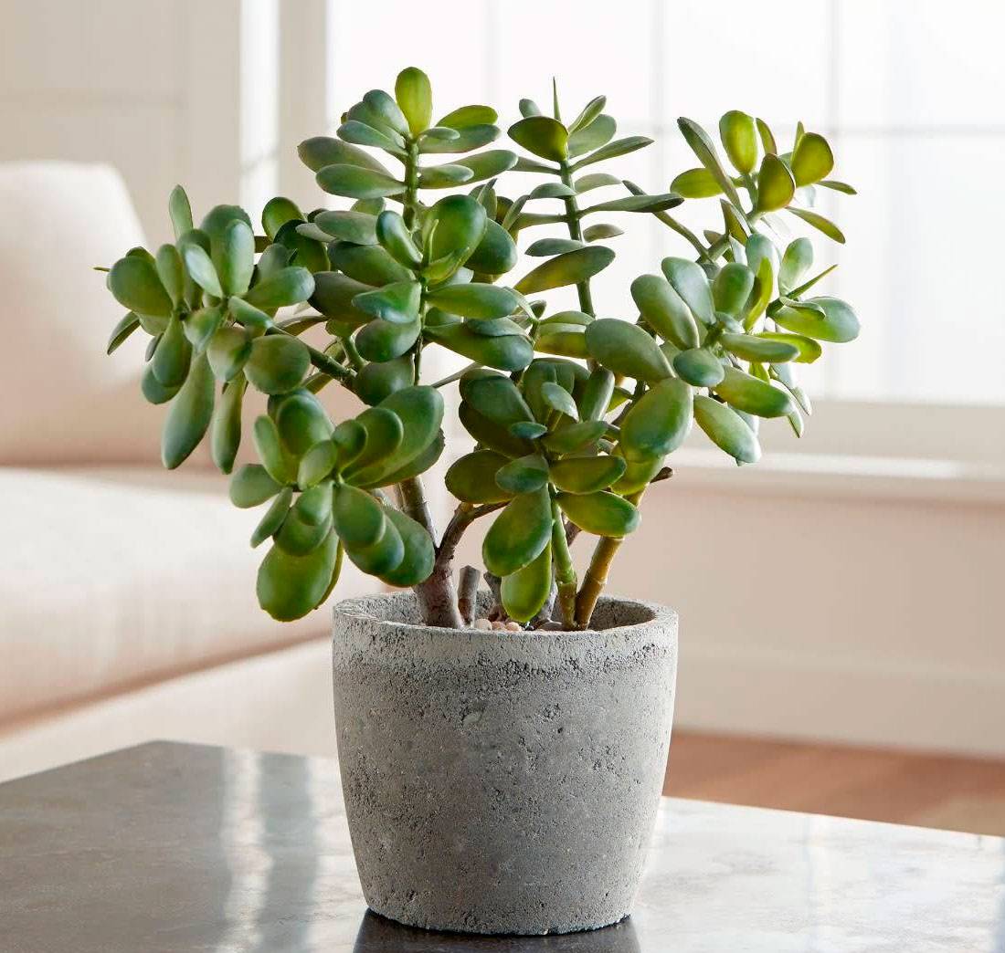 Денежное дерево из листочка: как просто и быстро вырастить в домашних условиях?