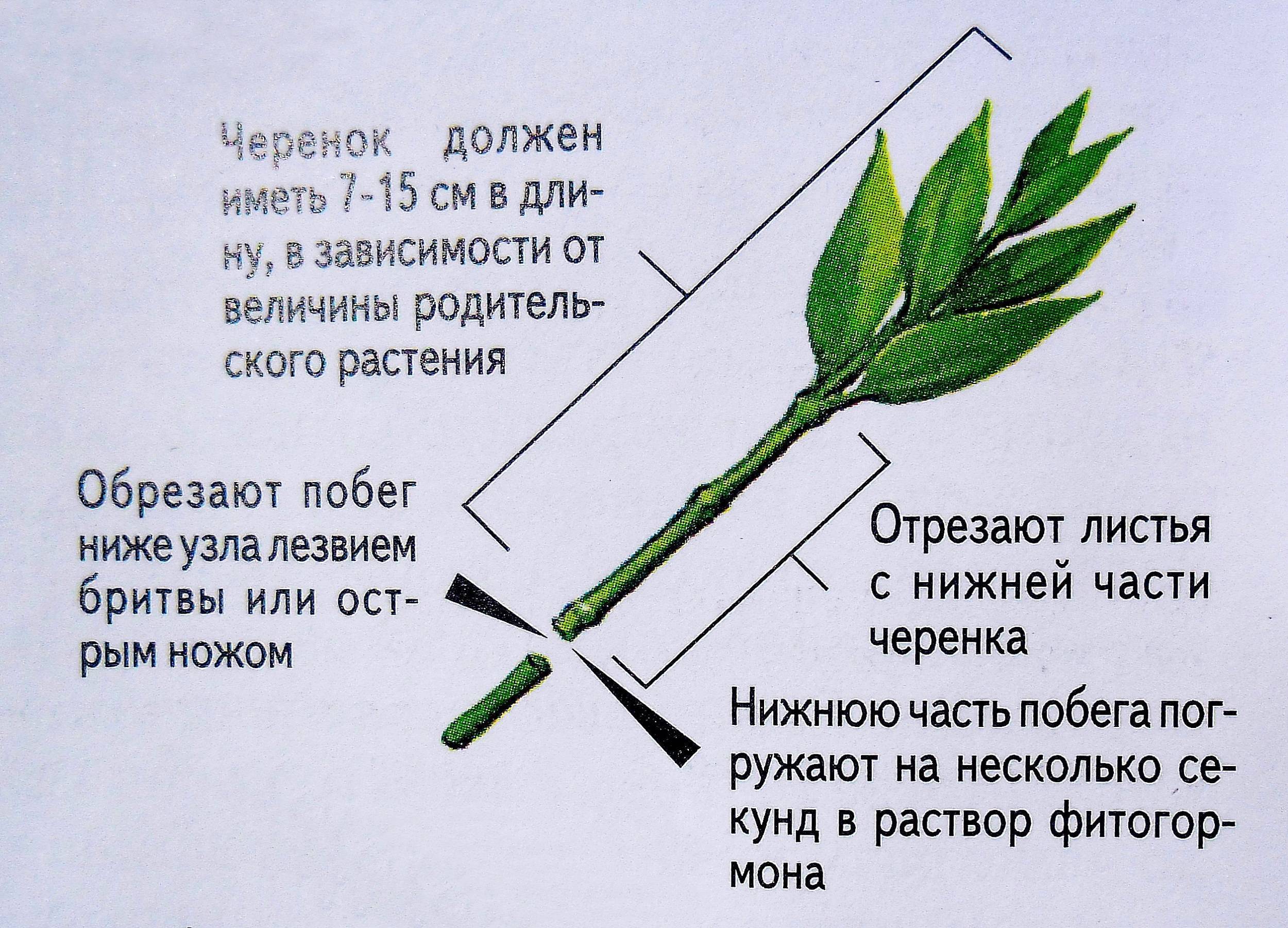 Бересклет бородавчатый (Euonymus verrucosus) — описание растения