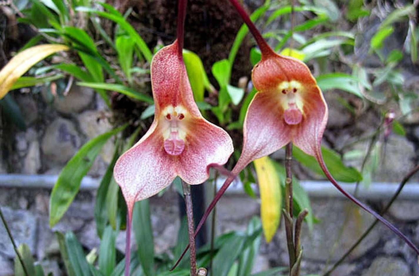 Орхидеи масдеваллия, дракула и уход за ними