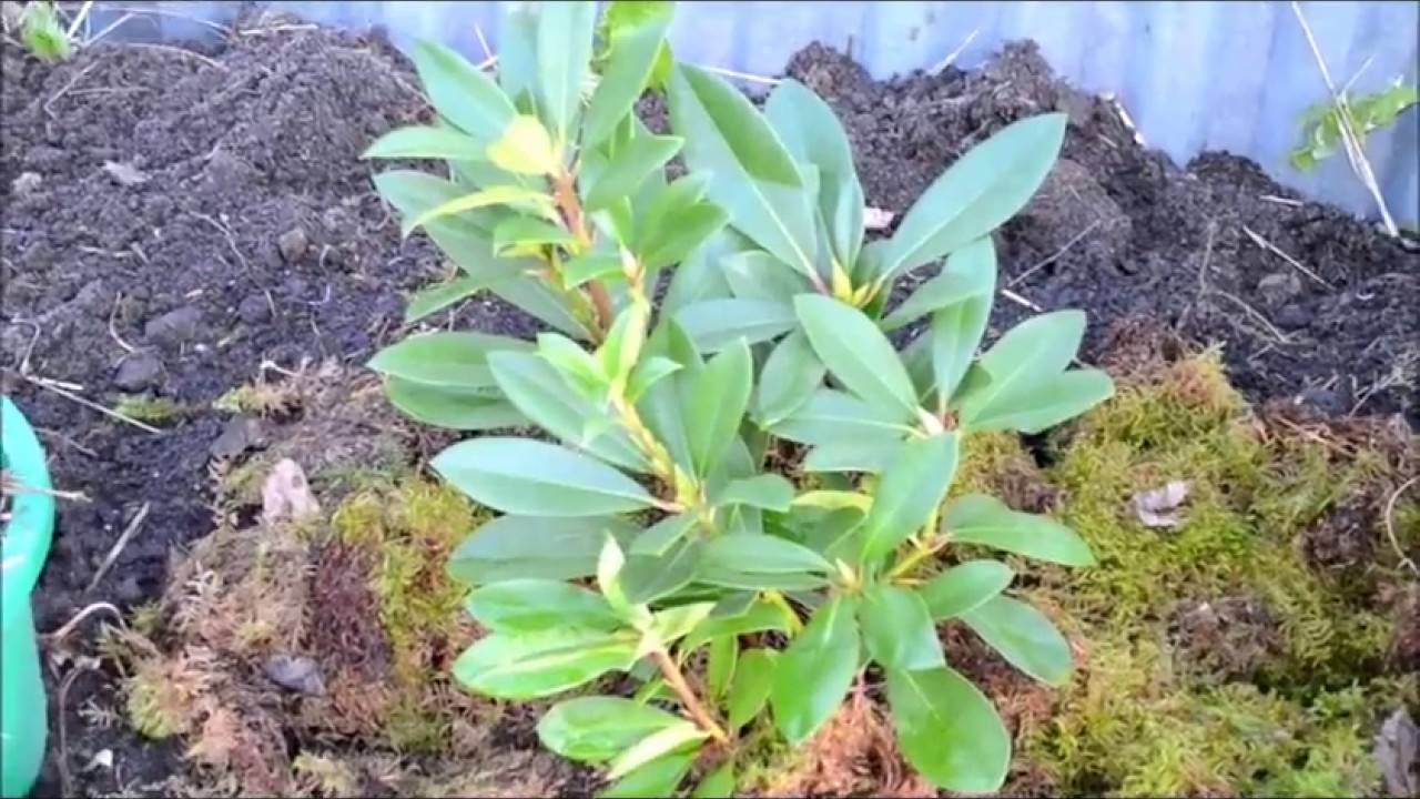 Рододендрон листопадный - украшение сада. выращивание и уход