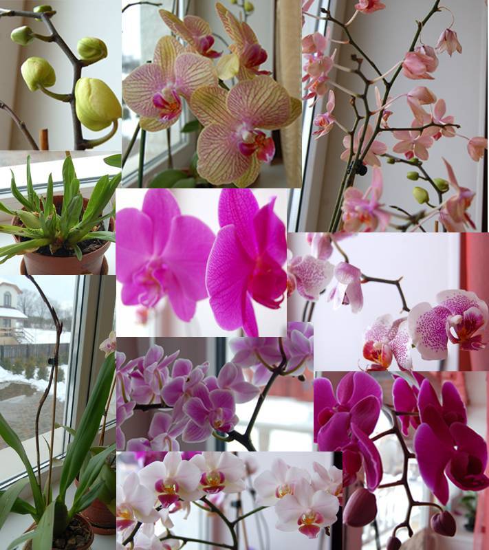 Можно ли держать дома орхидею - 46 примет, суеверия (как лучше расположить в квартире)