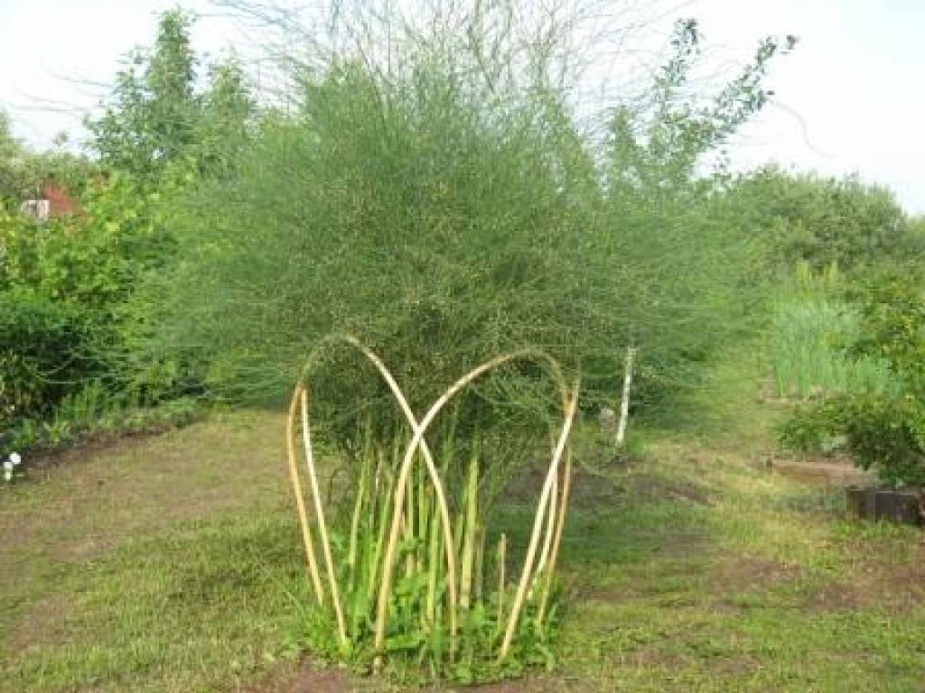 Спаржа - выращивание из семян в открытом грунте на даче и огороде: посадка и уход, фото, размножение, сорта