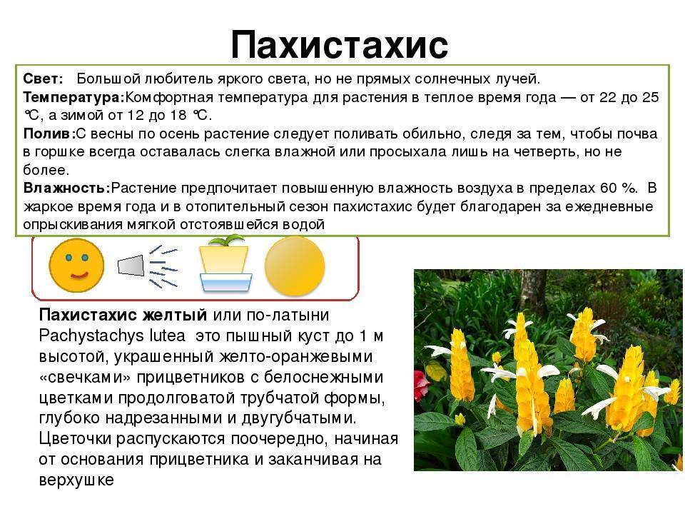 Комнатный цветок пахистахис: описание и фото, размножение и уход в домашних условиях