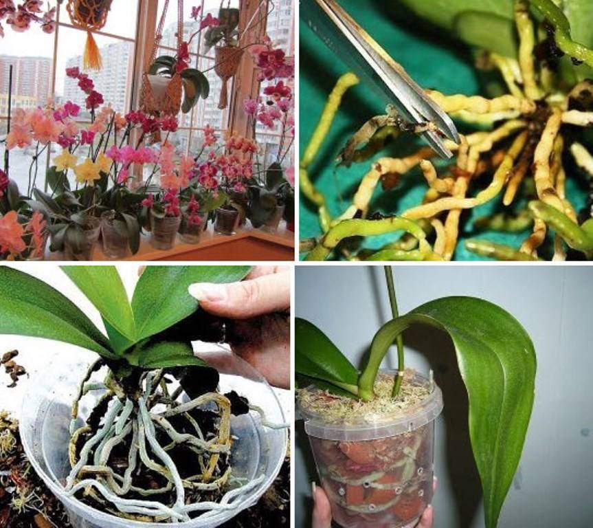 Когда пересадить орхидею в домашних условиях в новый горшок: в какое время года нужно и лучше всего это делать, надо ли после покупки в магазине, дано фото цветка selo.guru — интернет портал о сельском хозяйстве