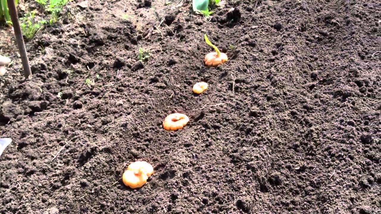 Посадка гладиолуса весной в открытый грунт: подробная инструкция по выращиванию и уходу