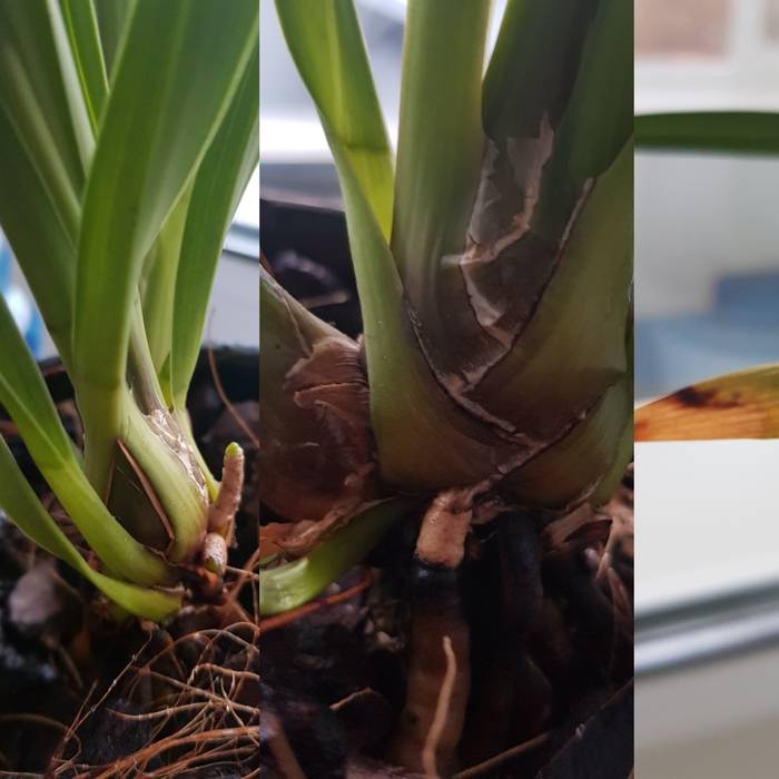 Орхидея цимбидиум - уход, выращивание, болезни