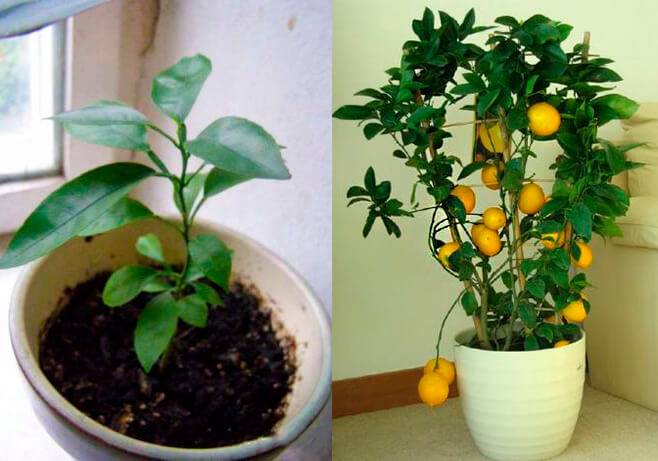 Домашний лимон в горшке: правила ухода, выращивание из косточки, прививание