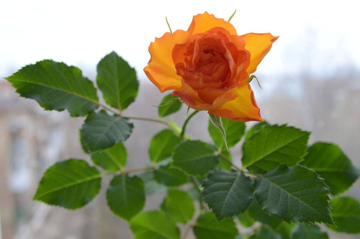 Комнатная роза: размножение цветка и уход в домашних условиях, названия сортов и фото, болезни, как ухаживать за растением после покупки?