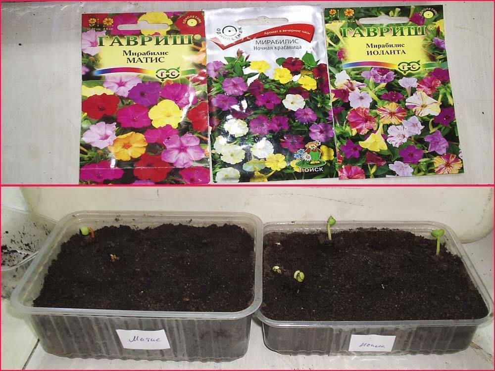 Мирабилис цветок (Ночная красавица) — размножение растения
