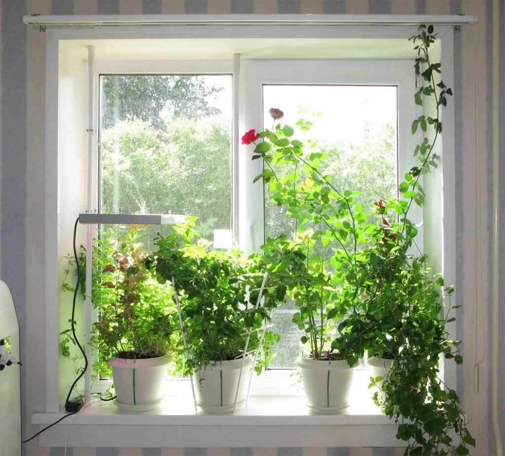 Топ-10 лучших комнатных растений для северных окон
