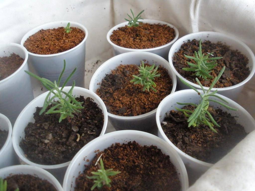 Посев и выращивание лаванды из семян через рассаду: стратификация, посадка и уход