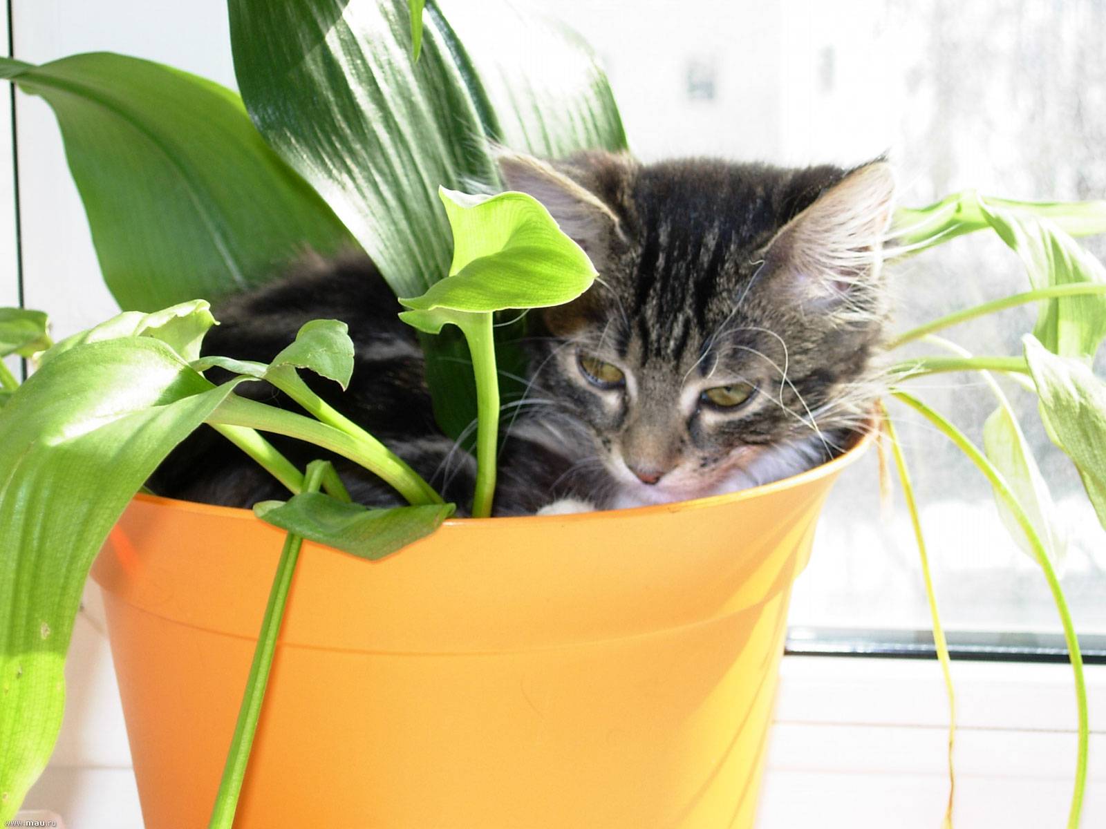 Кот-цветовод: как защитить елку от кота, а кота от елки | комнатные цветы и уход за ними