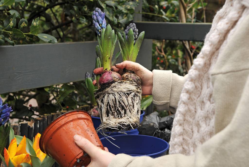 Гиацинты: посадка и уход в открытом грунте, хранение после цветения