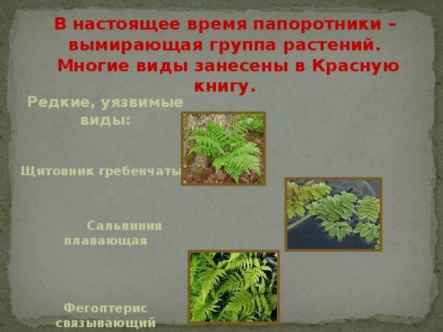 Примеры папоротниковидных растений названия, общая характеристика папоротниковидных, виды папоротников названия и фото
