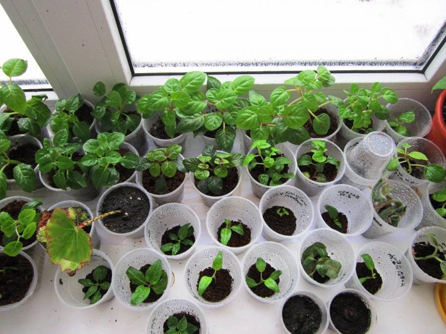 Выращивание фуксии из семян в домашних условиях, правила посева