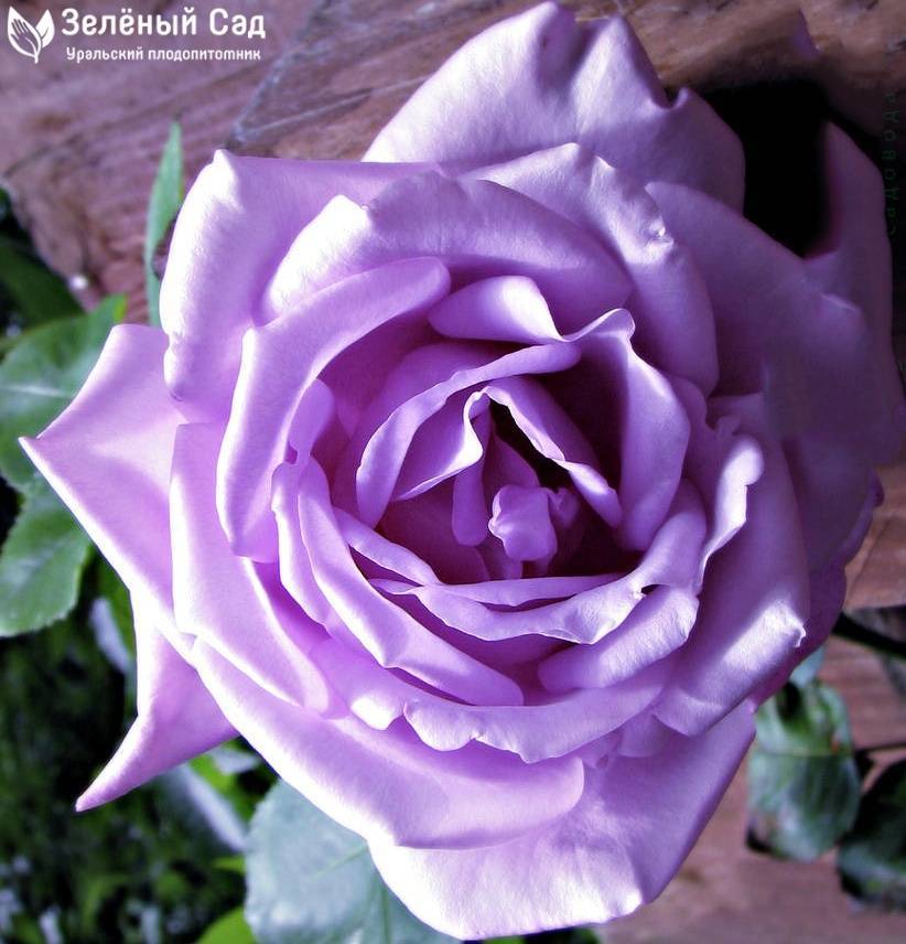 Роза голубой нил (blue nile) — характеристики сортового цветка