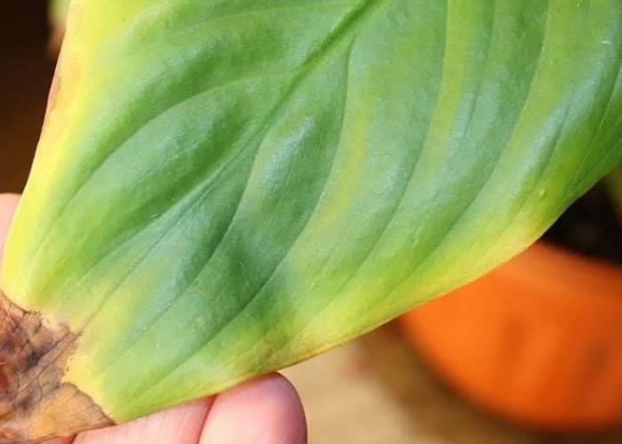Почему сохнут кончики листьев: основные причины и как бороться