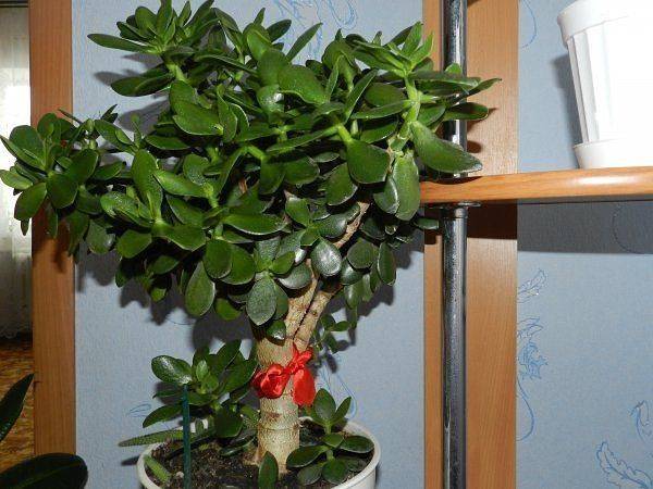 Про народные приметы и суеверия о комнатных растениях