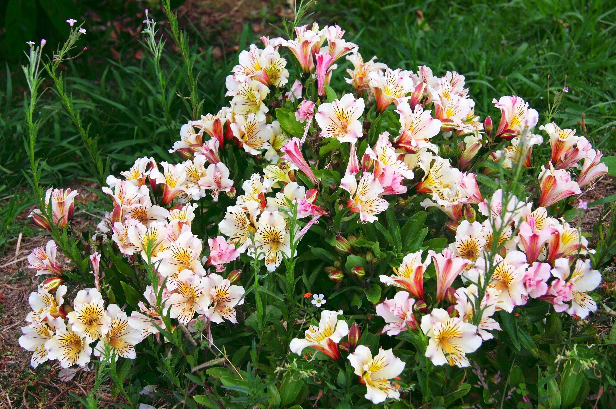 Альстромерия посадка и уход в открытом грунте выращивание из семян на рассаду фото цветов