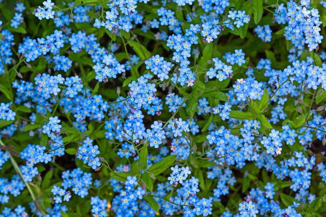 Незабудка цветок — описание и характеристики растения