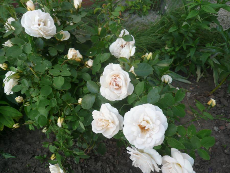 Канадские розы: описание сортов с фото, посадка и уход, особенности выращивания