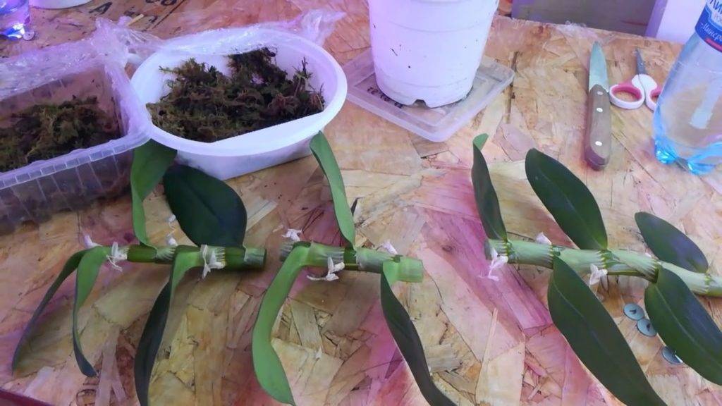 Размножение орхидеи фаленопсис в домашних условиях с помощью деток, черенков цветоносов, семян - цветочки - медиаплатформа миртесен