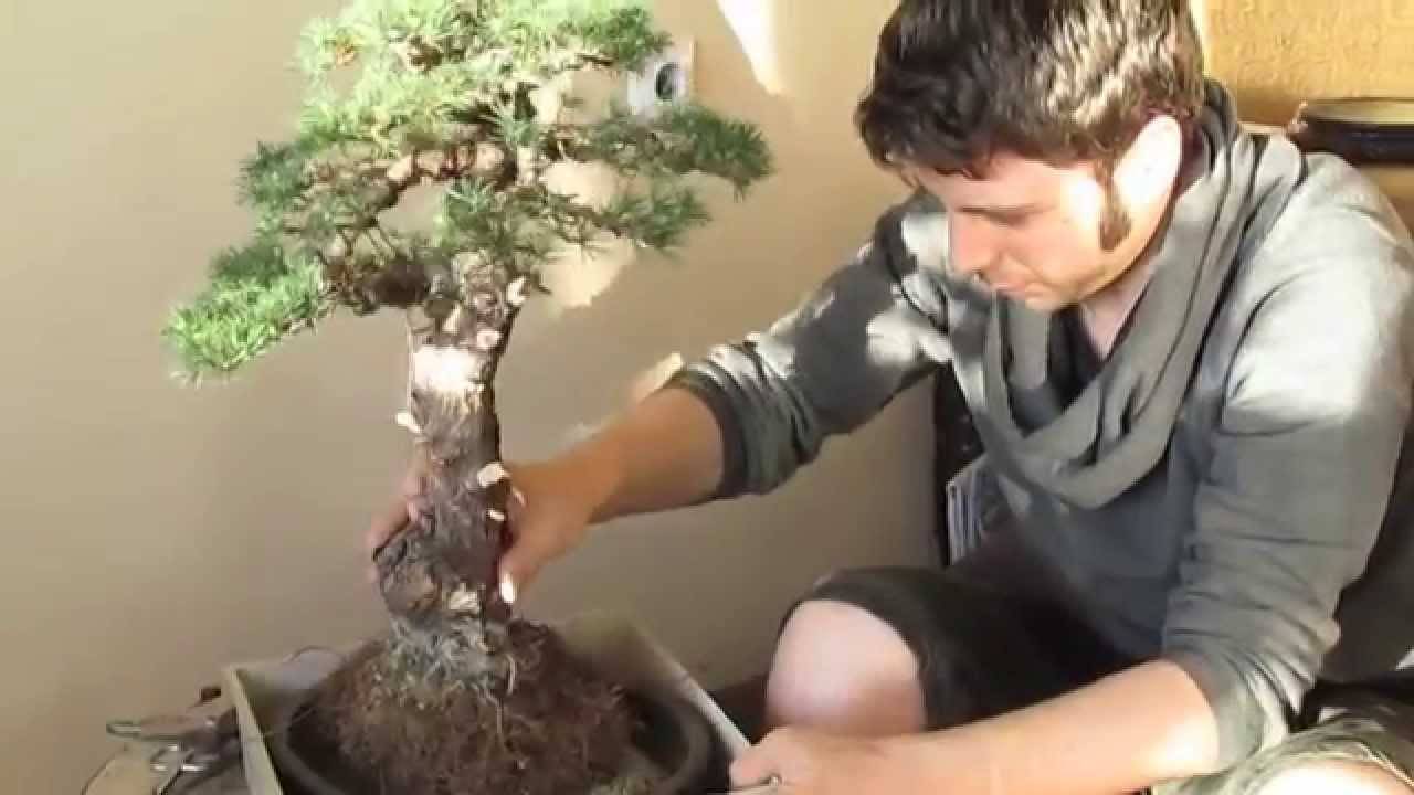 Как вырастить дерево бонсай в домашних условиях