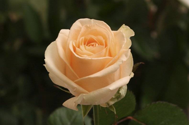 О розе аваланж (avalanche): описание и характеристики сорта чайно гибридной розы